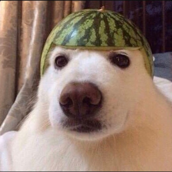 Meet your Posher, Jad - Picture 1 of 1